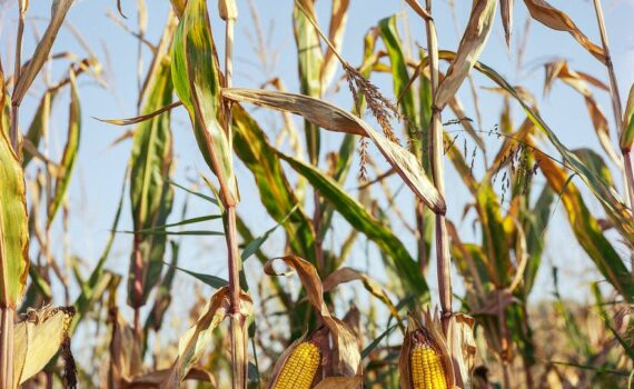shallow focus photo of yellow corns